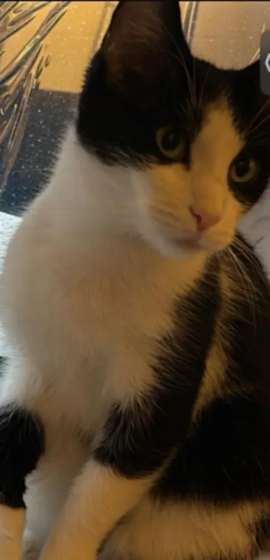 Freya, Schwetzingen