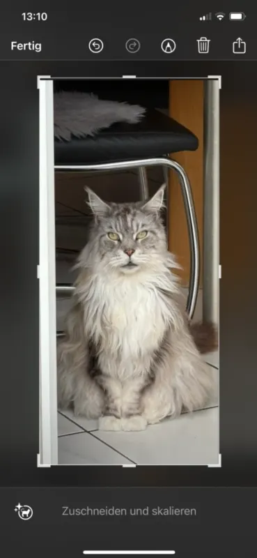 Merlin, Bexbach