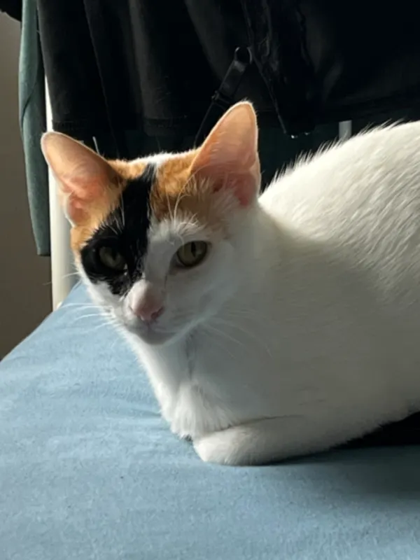 Pixie, Bad Hersfeld