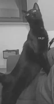 Loki, Spay