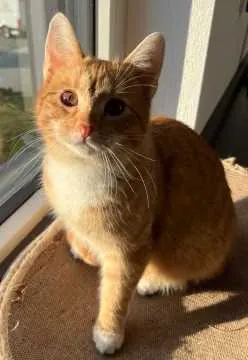 Charlie, Bestwig
