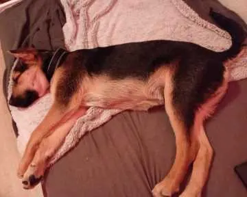 Balou, Karlsruhe