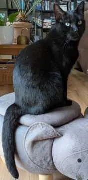 Baggy, Tettnang