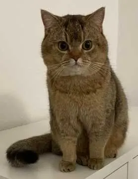 Simba, Angermünde