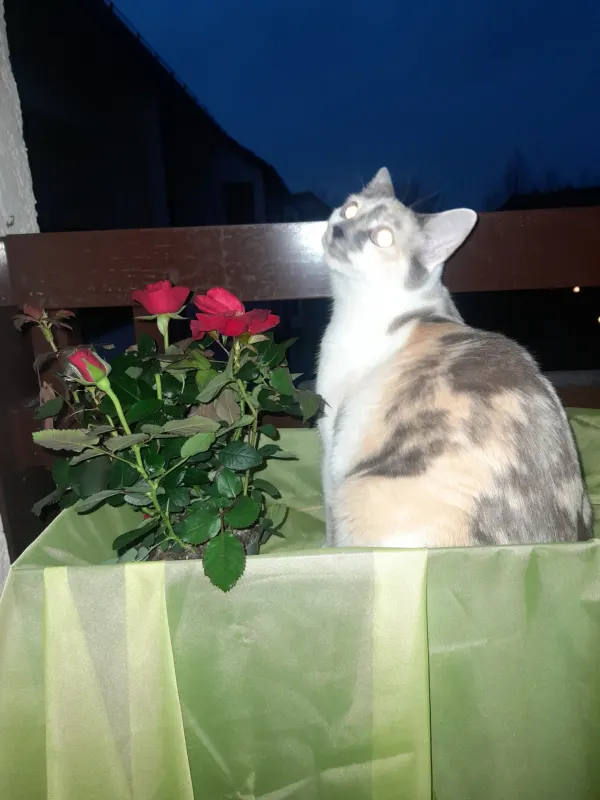 Kaya, Unterschleißheim