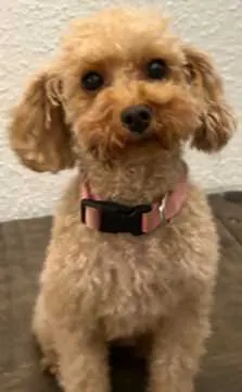 Bella, Bad Lauchstädt