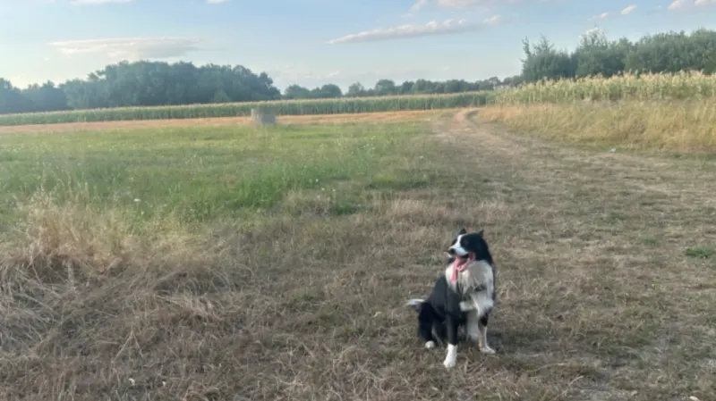 Kodi, Kaarst