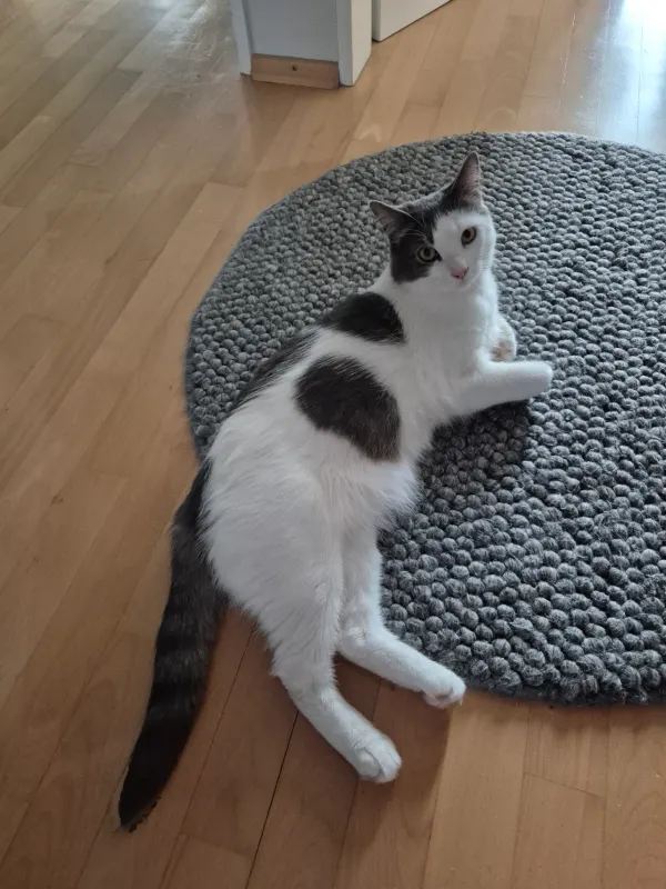 Moki, Bremen