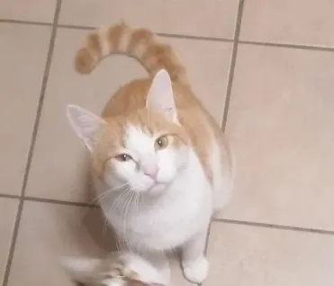 Momo, Brilon