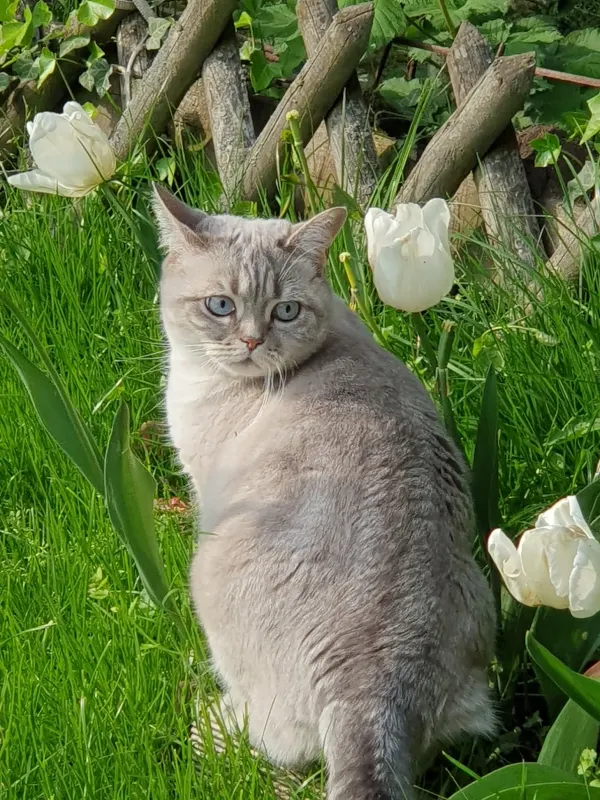 Sindy, Stuhr