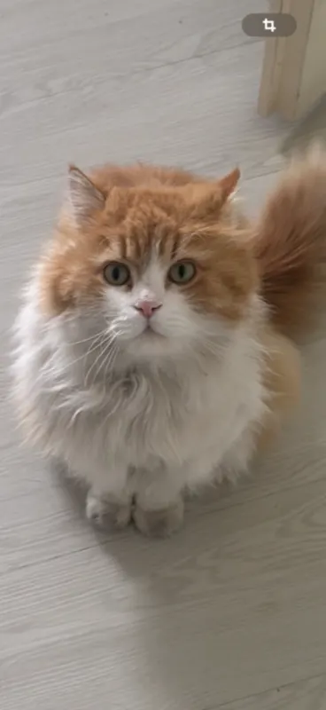 Tigga, Burglesum
