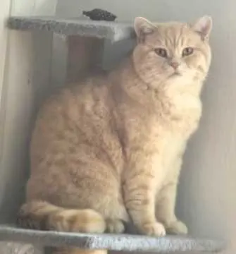 Simba, Friedberg