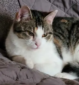 Kiki, Königslutter am Elm