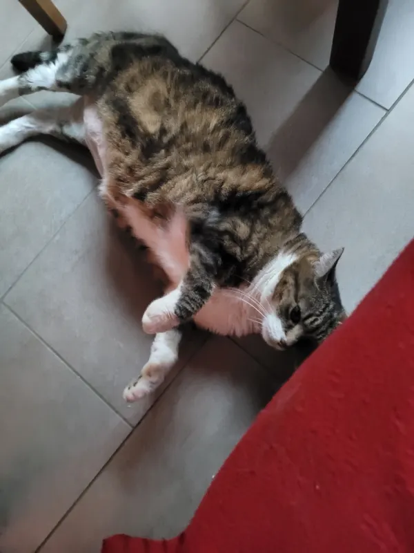 Peanat, Kapellen