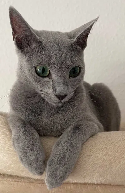 Coco, Laatzen
