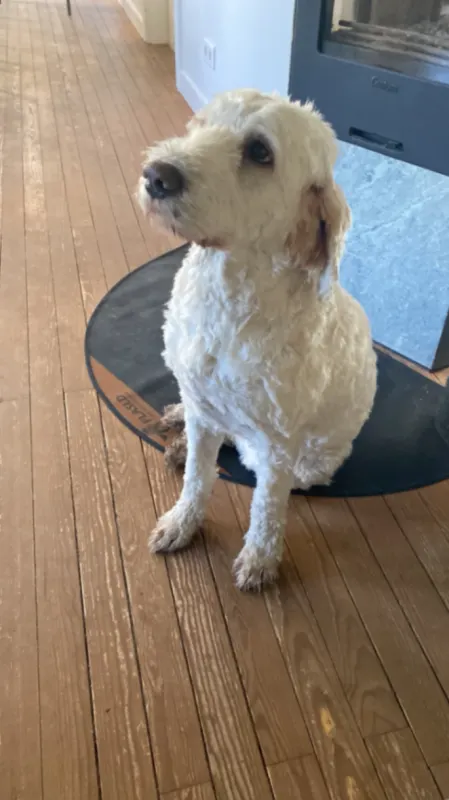 Lola, Bremen