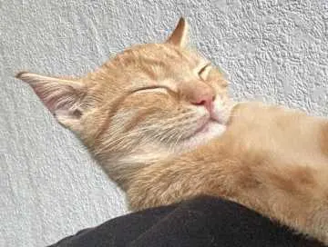 Pablo, Friesoythe