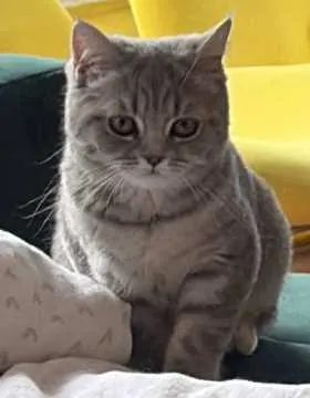 Mumu, Willich