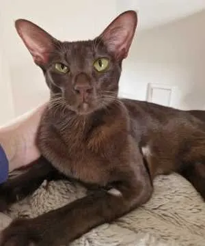 Kedi, Dortmund