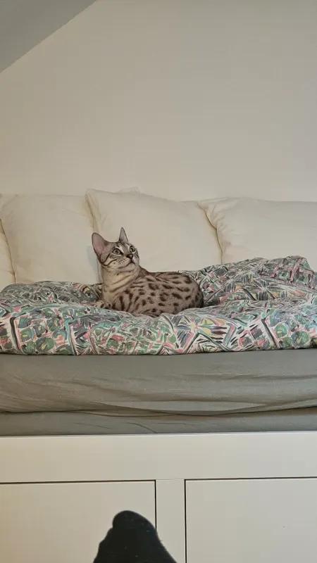 Tiger, Quickborn