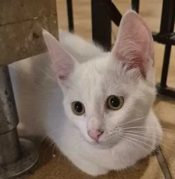 Nala, Schortens