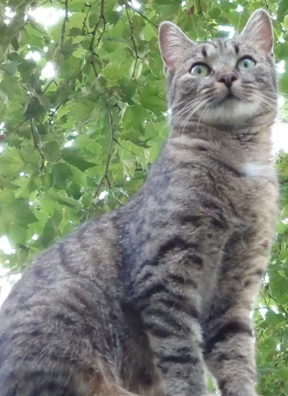 Tonks, Offenburg