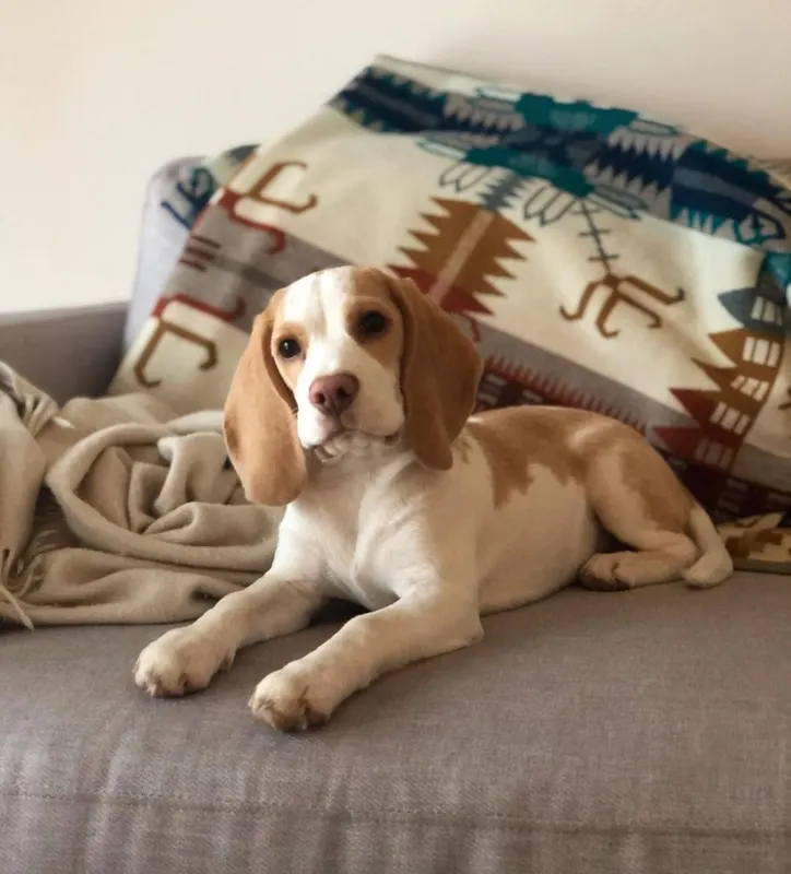 Allie, Quickborn