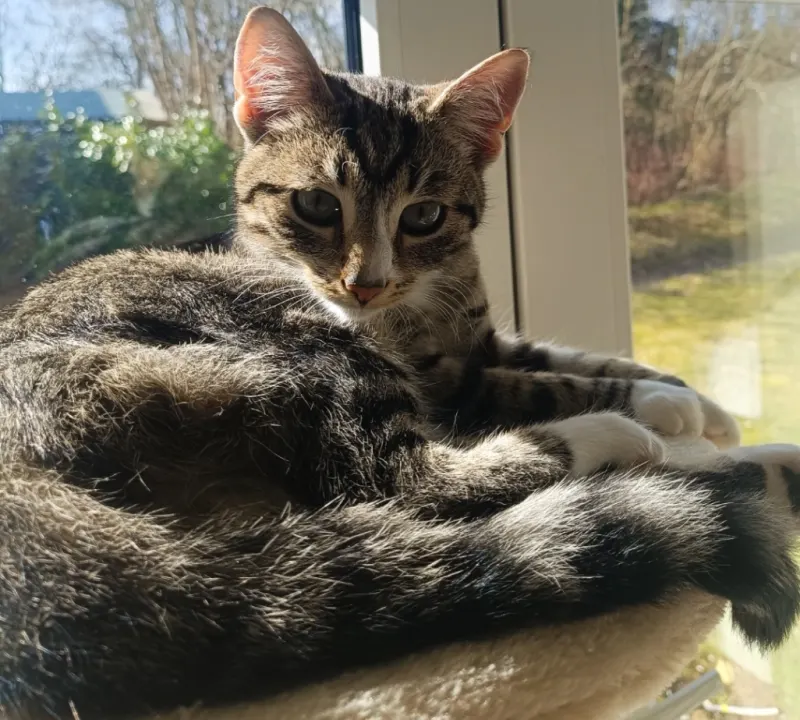Molli, Ratekau