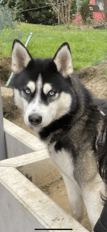 Chiko, Brüggen