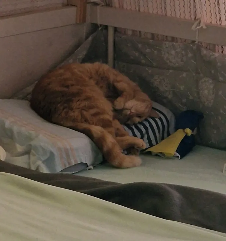 Simba, Amberg