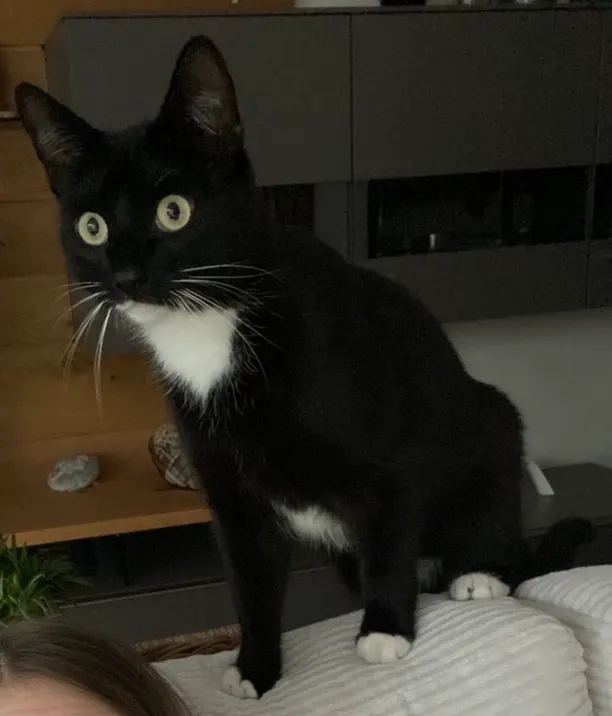 Lenny, Frechen