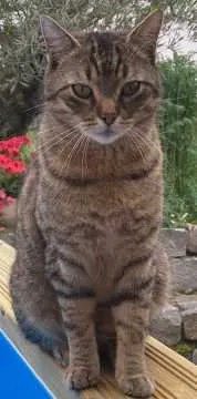 Tobi, Pfedelbach