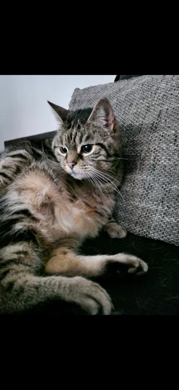 Simba, Püttlingen