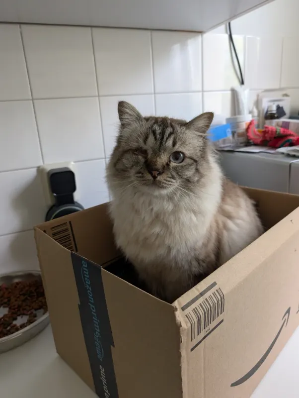 Rudi, Quedlinburg