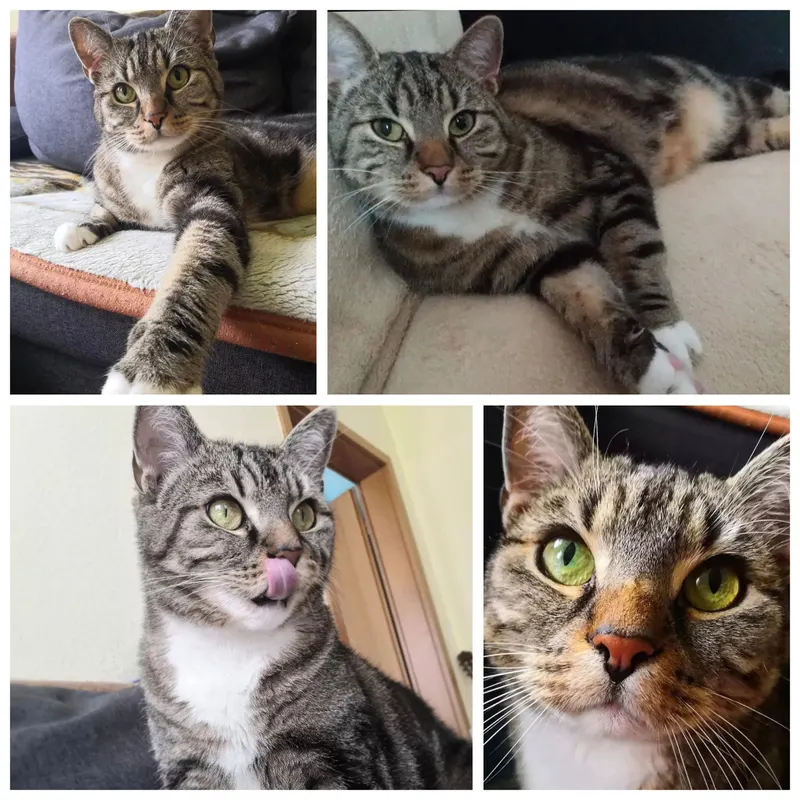 Bailey, Quedlinburg