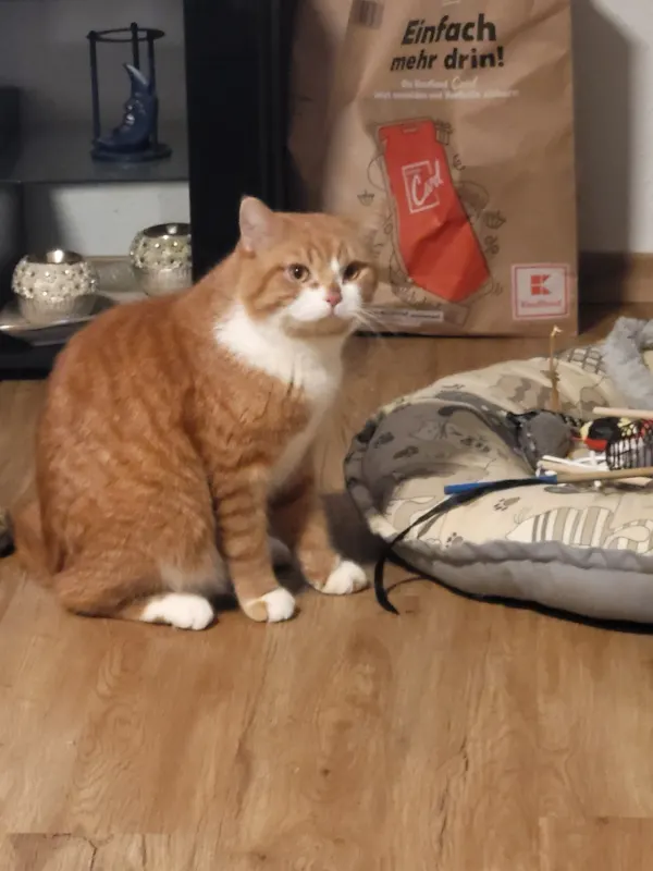 Garfield, Laupheim