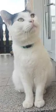 Karli, Stendal