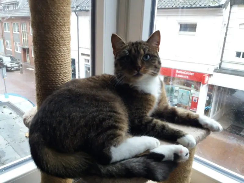 Lara, Kevelaer
