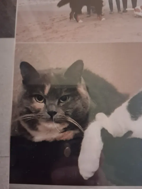 Nelly, Kevelaer
