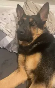 Buddy, Altenburg