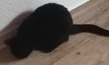 Bagheera, Döbeln