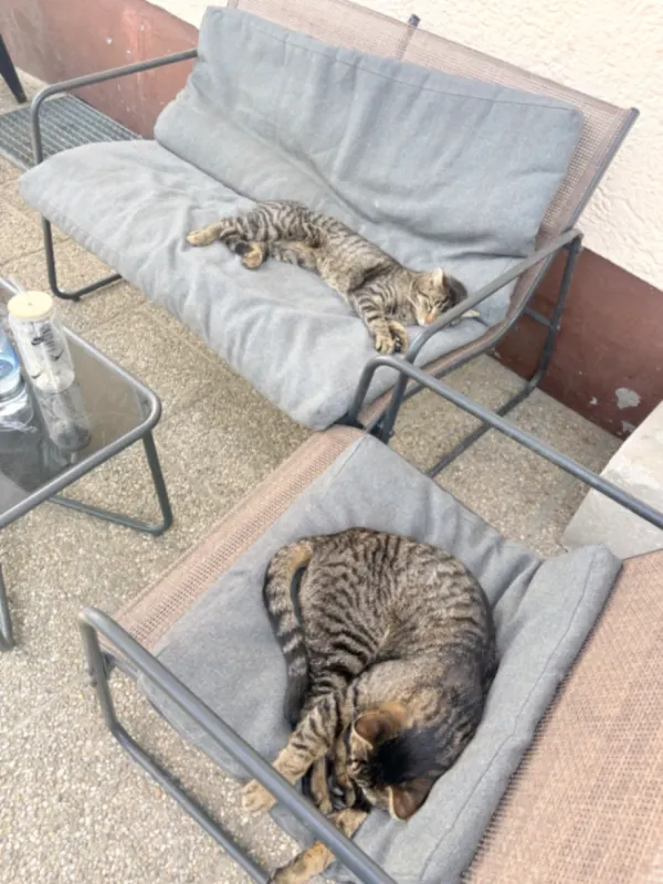 Simba und Balu, Cham