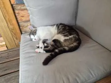 Mau, Hünfeld