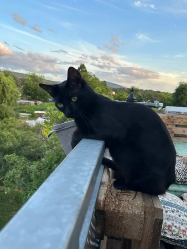 Blacki, Rastatt