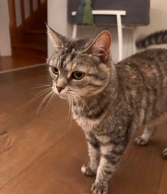 Emma, Baden-Baden