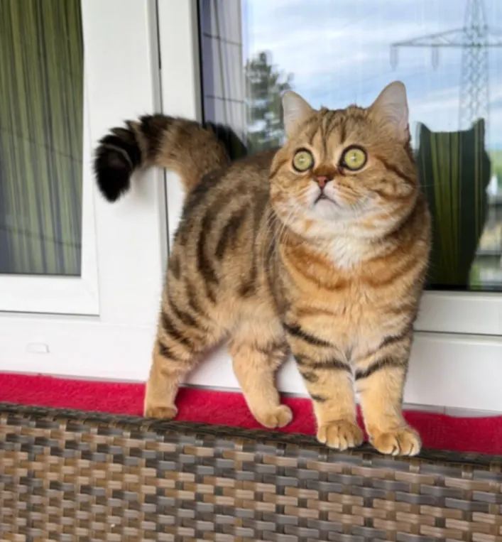 Senator (Senja), Baden-Baden