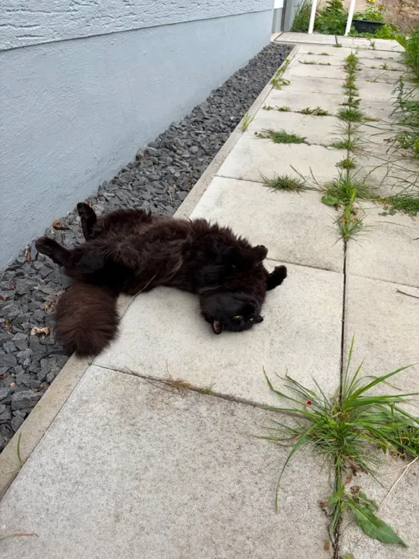 Lulu, Bad Honnef