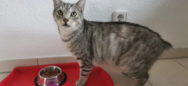 Finn, Rheinbach