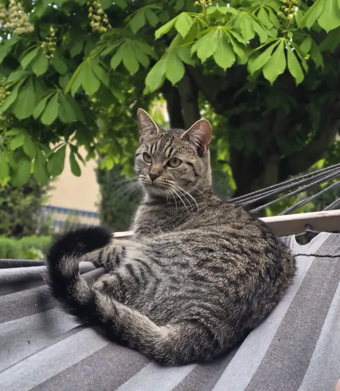 Dora, Riesa