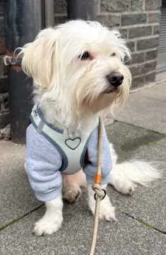 Timmy Schnüt, Duisburg